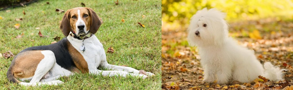 Bichon Bolognese vs American English Coonhound - Breed Comparison