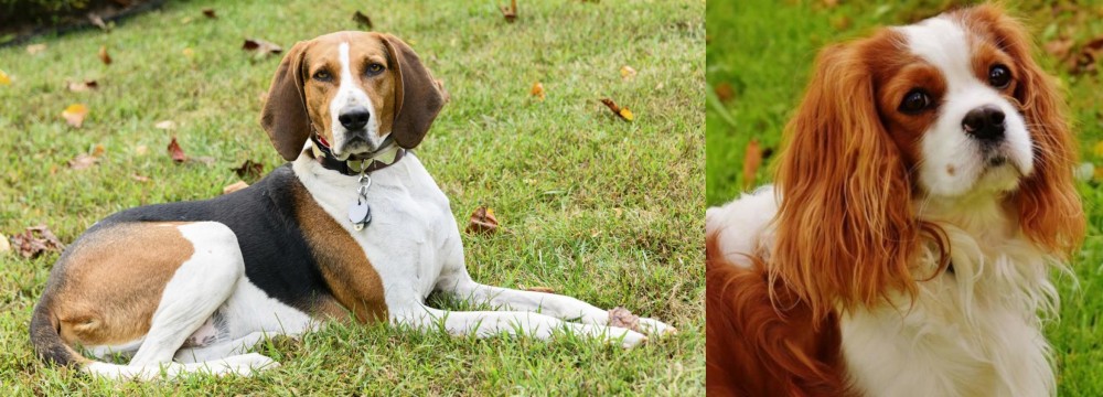 Cavalier King Charles Spaniel vs American English Coonhound - Breed Comparison