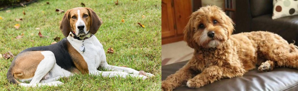 Cavapoo vs American English Coonhound - Breed Comparison