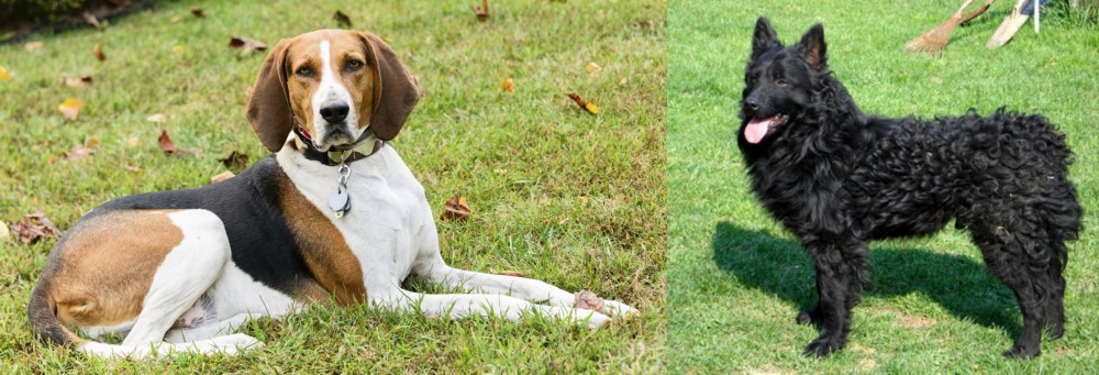 Croatian Sheepdog vs American English Coonhound - Breed Comparison