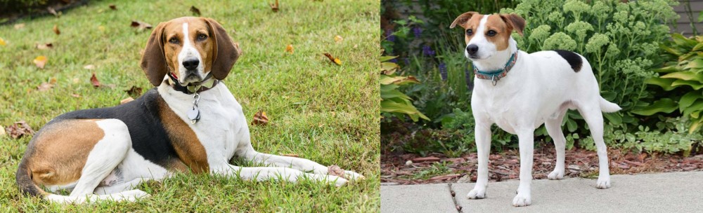 Danish Swedish Farmdog vs American English Coonhound - Breed Comparison