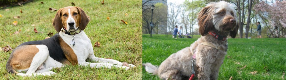Doxiepoo vs American English Coonhound - Breed Comparison