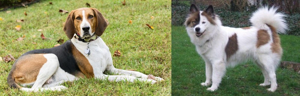 Elo vs American English Coonhound - Breed Comparison