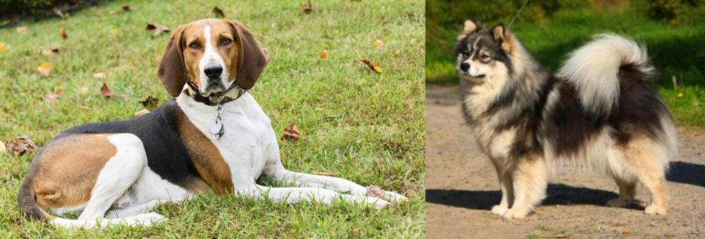 Finnish Lapphund vs American English Coonhound - Breed Comparison