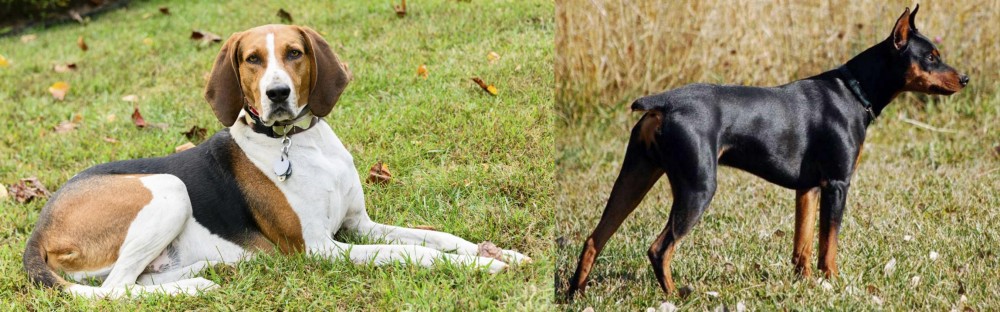 German Pinscher vs American English Coonhound - Breed Comparison