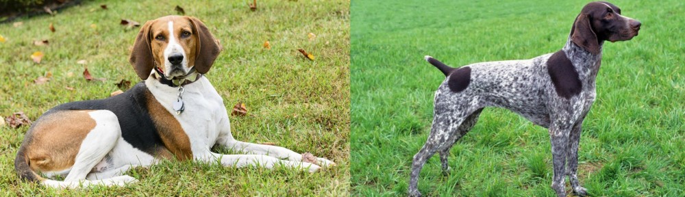 German Shorthaired Pointer vs American English Coonhound - Breed Comparison
