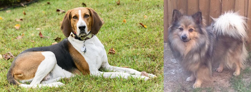 German Spitz (Mittel) vs American English Coonhound - Breed Comparison