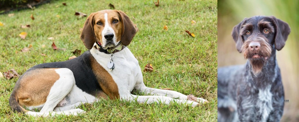 German Wirehaired Pointer vs American English Coonhound - Breed Comparison
