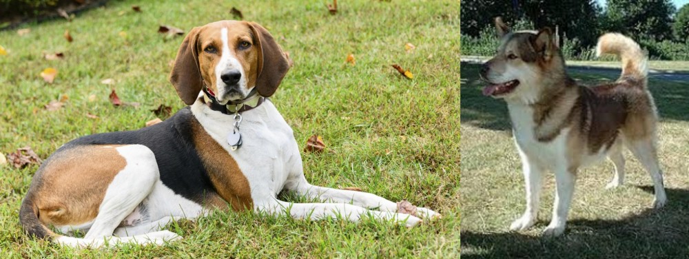 Greenland Dog vs American English Coonhound - Breed Comparison