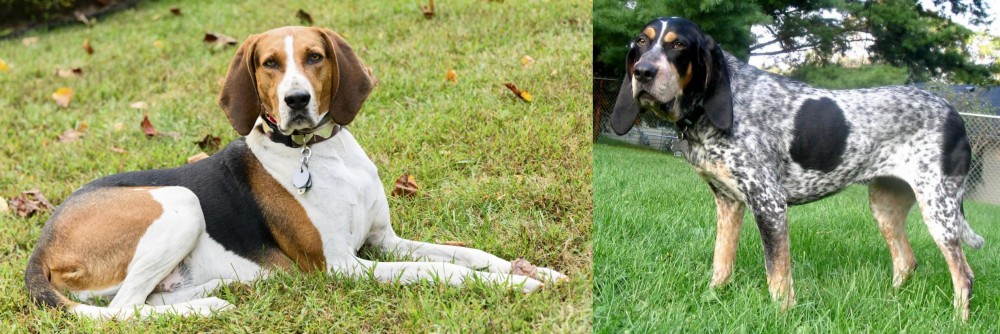 Griffon Bleu de Gascogne vs American English Coonhound - Breed Comparison
