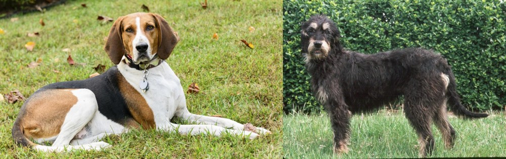 Griffon Nivernais vs American English Coonhound - Breed Comparison