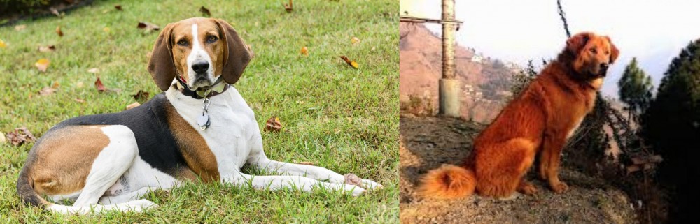 Himalayan Sheepdog vs American English Coonhound - Breed Comparison