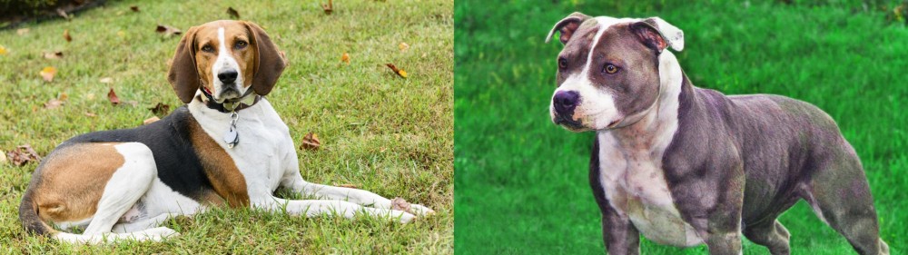 Irish Staffordshire Bull Terrier vs American English Coonhound - Breed Comparison