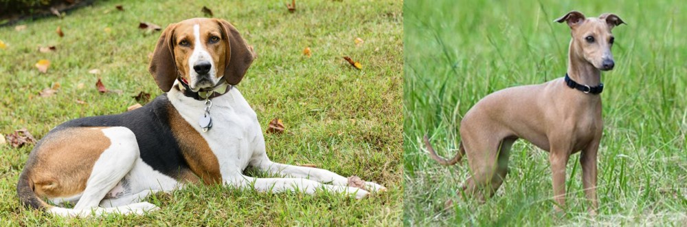Italian Greyhound vs American English Coonhound - Breed Comparison