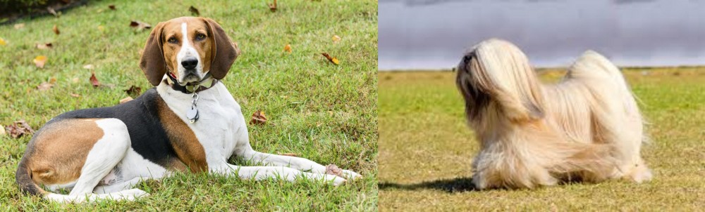 Lhasa Apso vs American English Coonhound - Breed Comparison