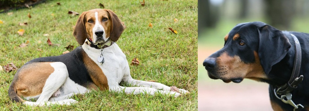 Lithuanian Hound vs American English Coonhound - Breed Comparison