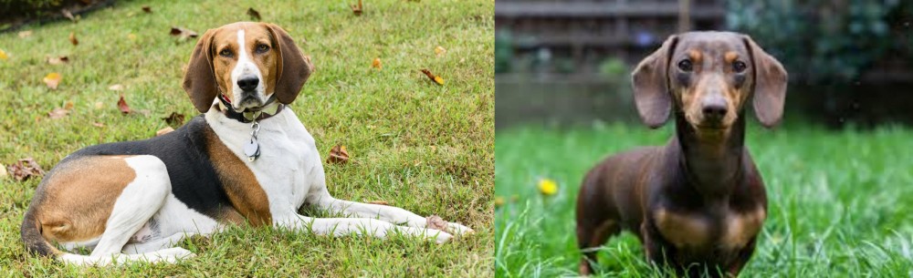 Miniature Dachshund vs American English Coonhound - Breed Comparison