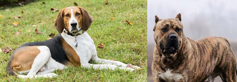 Perro de Presa Canario vs American English Coonhound - Breed Comparison