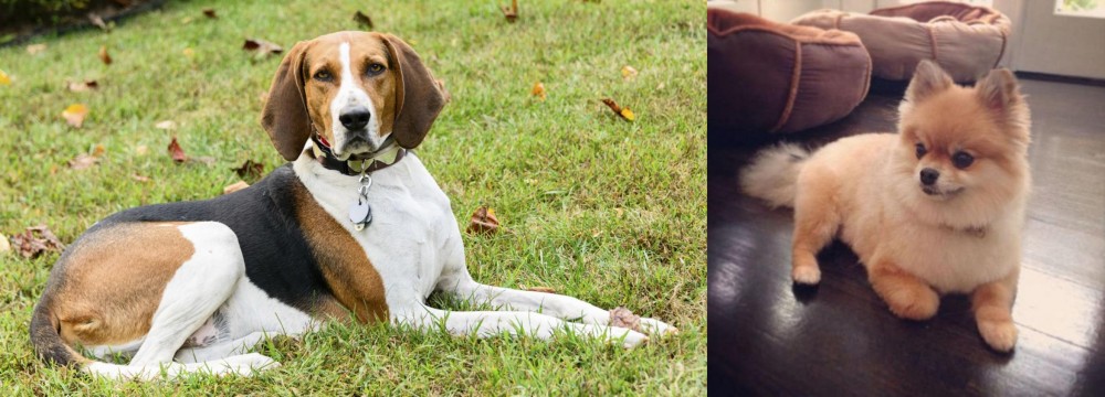 Pomeranian vs American English Coonhound - Breed Comparison