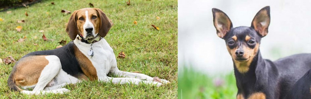 Prazsky Krysarik vs American English Coonhound - Breed Comparison