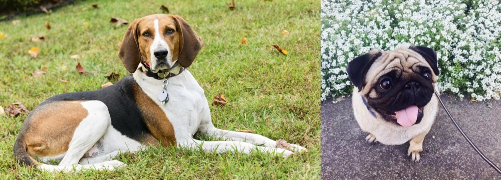 Pug vs American English Coonhound - Breed Comparison