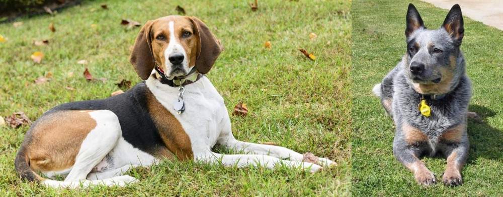 Queensland Heeler vs American English Coonhound - Breed Comparison