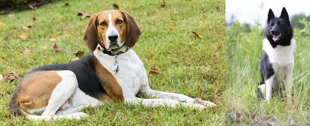Russo-European Laika vs American English Coonhound - Breed Comparison