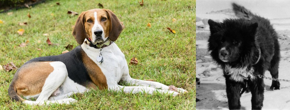 Sakhalin Husky vs American English Coonhound - Breed Comparison