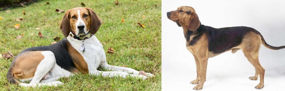 Serbian Hound vs American English Coonhound - Breed Comparison