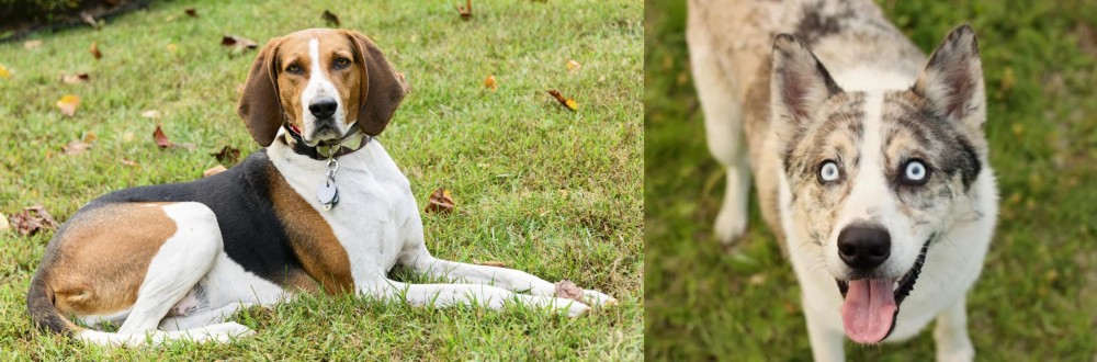 Shepherd Husky vs American English Coonhound - Breed Comparison