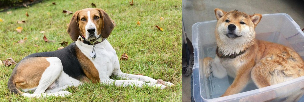 Shiba Inu vs American English Coonhound - Breed Comparison
