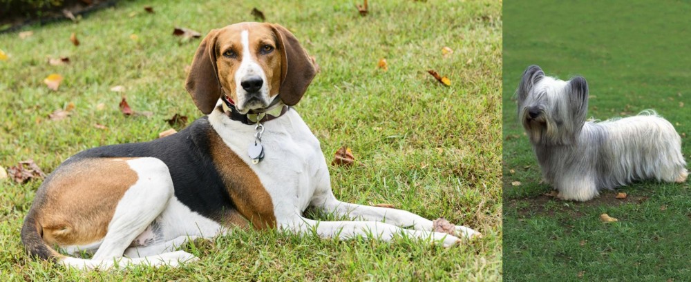 Skye Terrier vs American English Coonhound - Breed Comparison