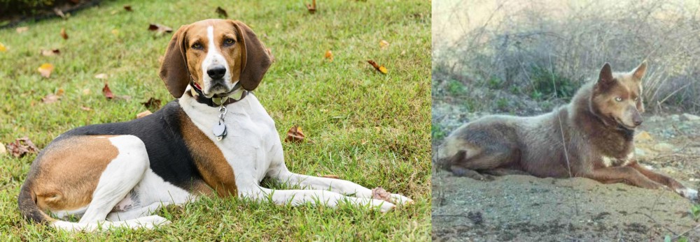 Tahltan Bear Dog vs American English Coonhound - Breed Comparison