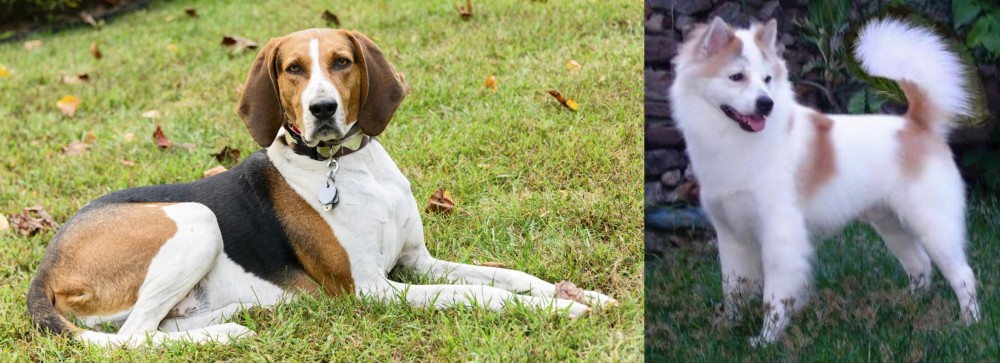 Thai Bangkaew vs American English Coonhound - Breed Comparison