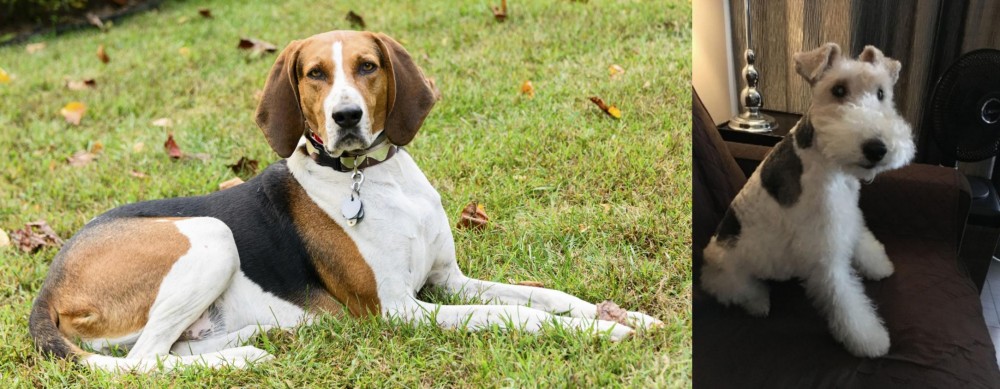 Wire Haired Fox Terrier vs American English Coonhound - Breed Comparison