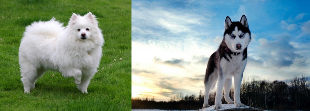 Alaskan Husky vs American Eskimo Dog - Breed Comparison