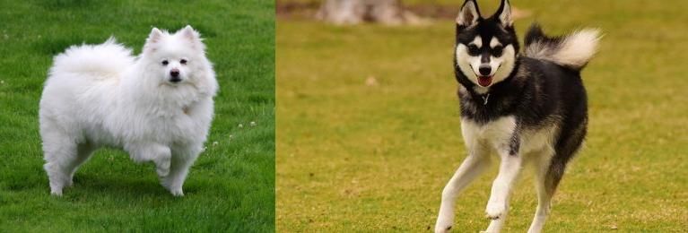 Alaskan Klee Kai vs American Eskimo Dog - Breed Comparison