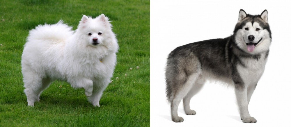 Alaskan Malamute vs American Eskimo Dog - Breed Comparison
