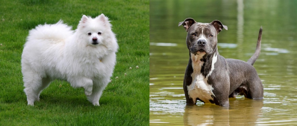 American Staffordshire Terrier vs American Eskimo Dog - Breed Comparison