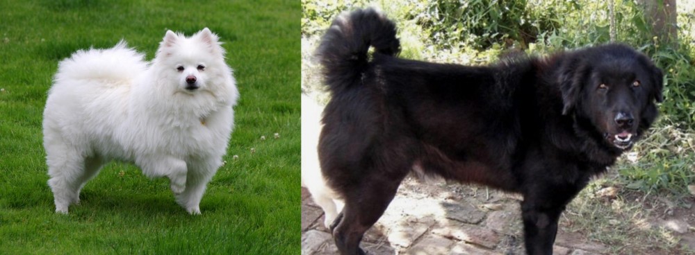 Bakharwal Dog vs American Eskimo Dog - Breed Comparison