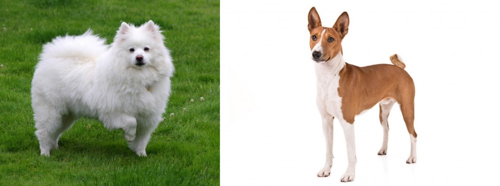 Basenji vs American Eskimo Dog - Breed Comparison