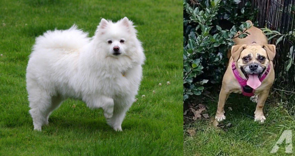 Beabull vs American Eskimo Dog - Breed Comparison