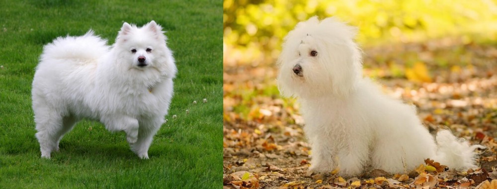 Bichon Bolognese vs American Eskimo Dog - Breed Comparison