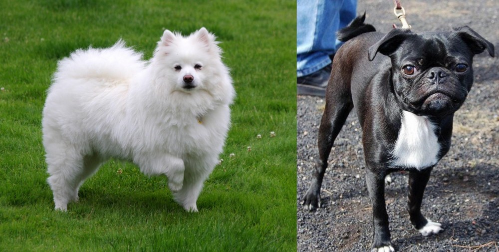 Bugg vs American Eskimo Dog - Breed Comparison