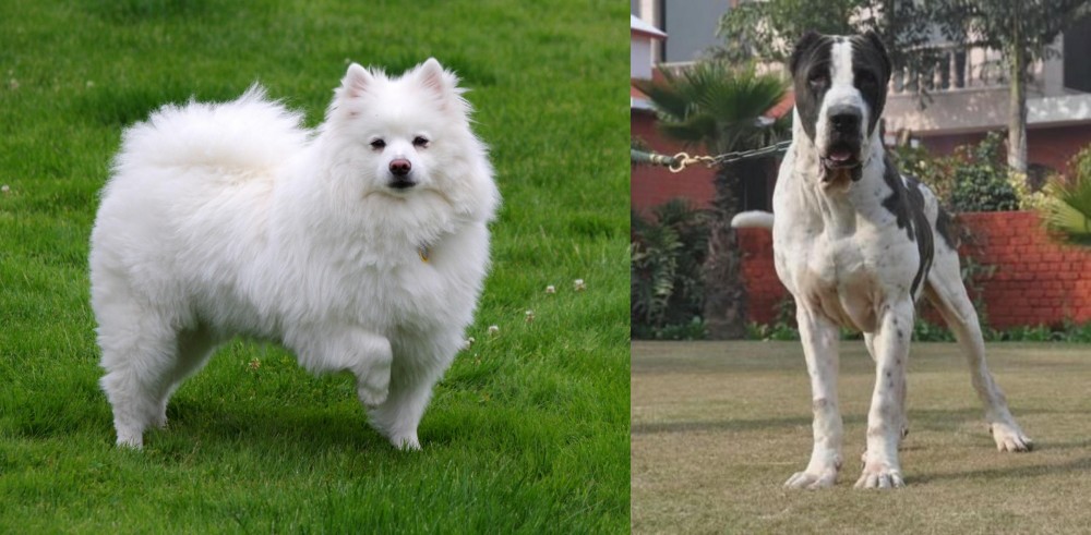 Bully Kutta vs American Eskimo Dog - Breed Comparison