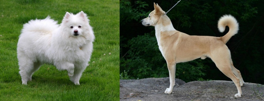 Canaan Dog vs American Eskimo Dog - Breed Comparison