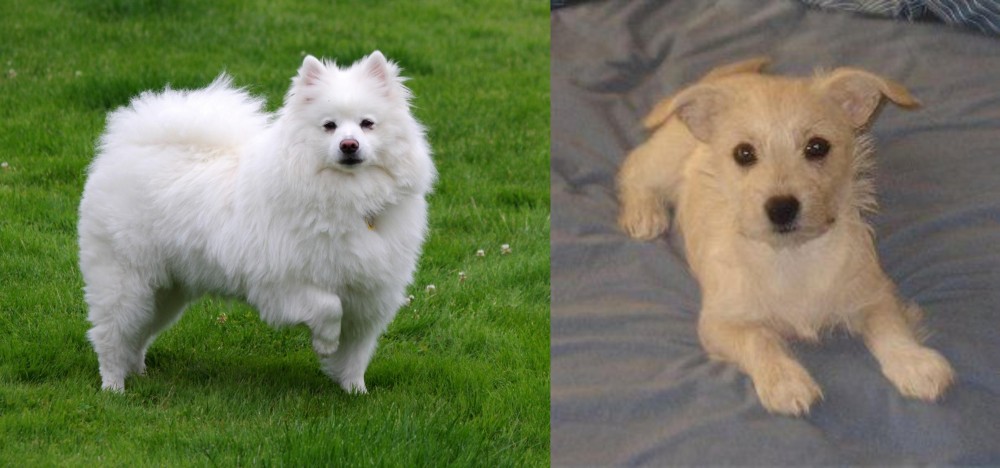 Chipoo vs American Eskimo Dog - Breed Comparison | Petzlover