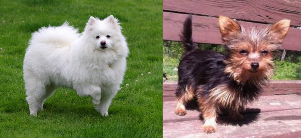 Chorkie vs American Eskimo Dog - Breed Comparison