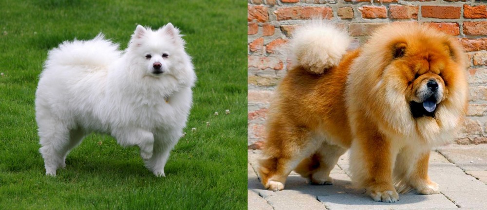 Chow Chow vs American Eskimo Dog - Breed Comparison