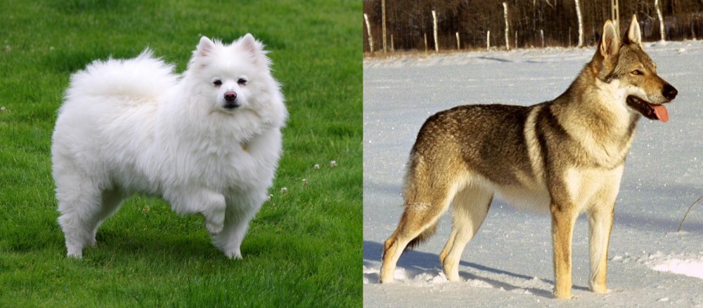 Czechoslovakian Wolfdog vs American Eskimo Dog - Breed Comparison